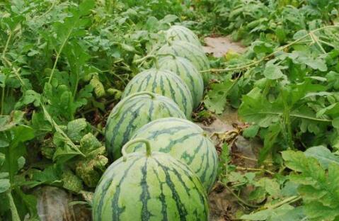 莱州大瓜爆料视频最新,惊人内幕曝光,真相令人震惊! 第1张 莱州大瓜爆料视频最新,惊人内幕曝光,真相令人震惊! 第1张